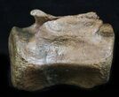 Thescelosaurus Caudal Vertebrae - Montana #34645-1